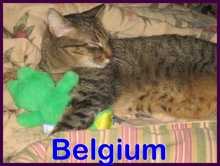 Belgium the cat