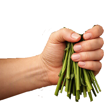 Hand holding stems