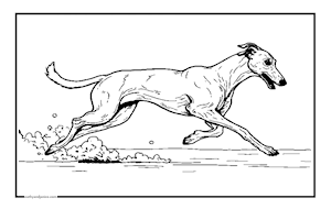 GREYHOUND