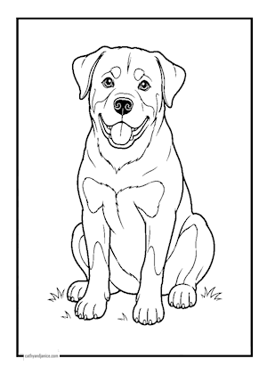 dogs/ROTTWEILER