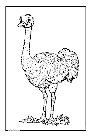 ORSTRICH