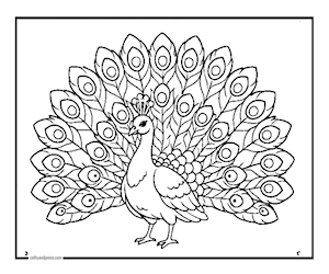 PEACOCK