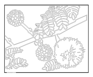 ACACIA