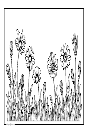 CONEFLOWERS