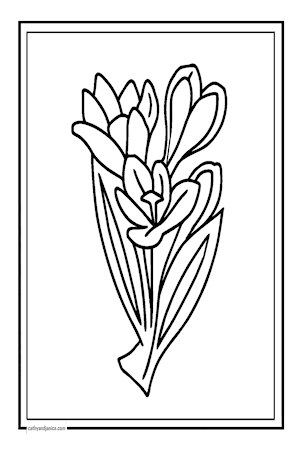 CROCUS