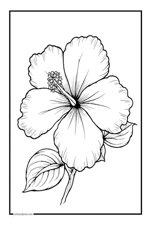 HIBISCUS