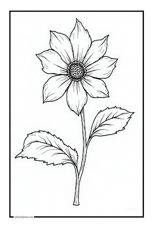 Hellborus niger