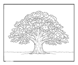 OAK